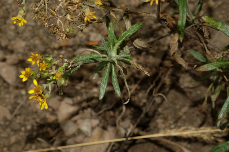 Senecio melanolepis photo 7