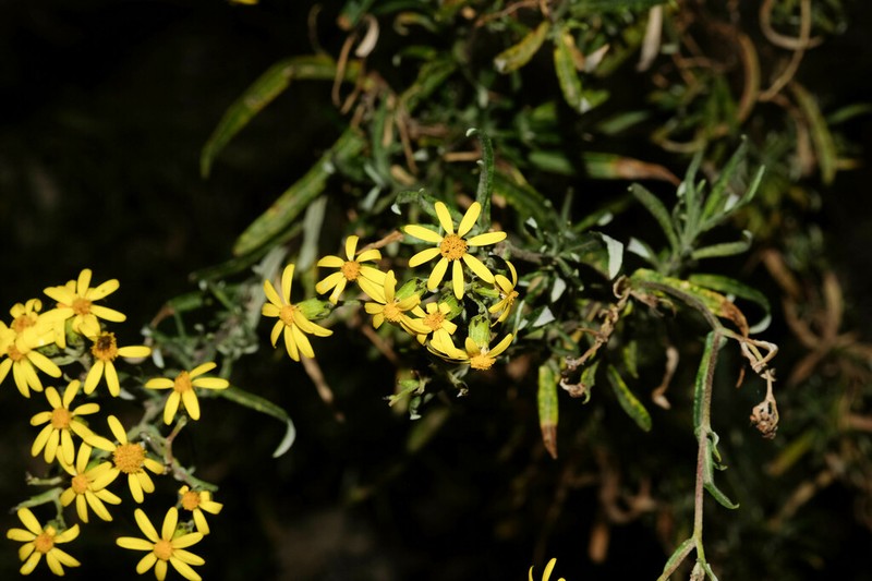 Senecio melanolepis photo 8