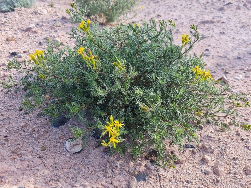 Senecio melanopotamicus