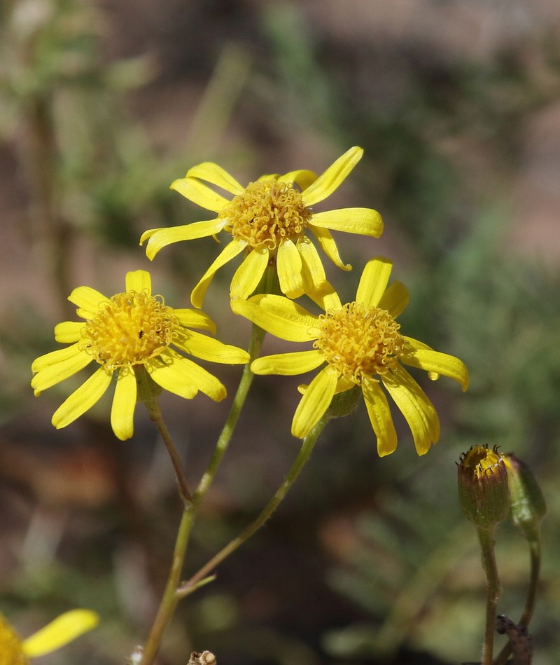 Senecio melanopotamicus photo 2