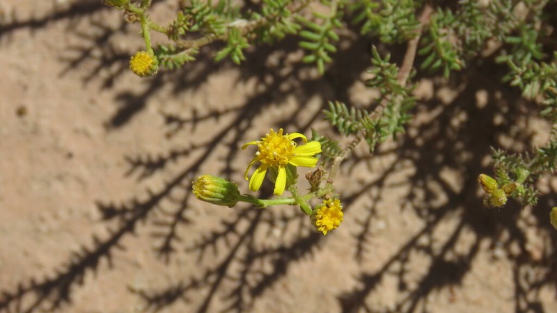 Senecio melanopotamicus photo 3