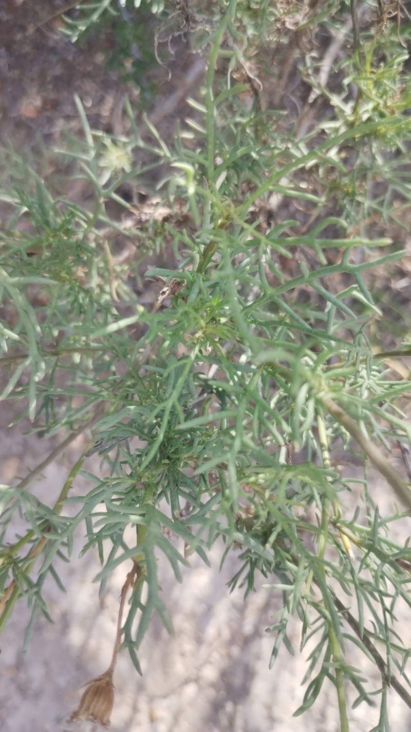 Senecio melanopotamicus photo 4