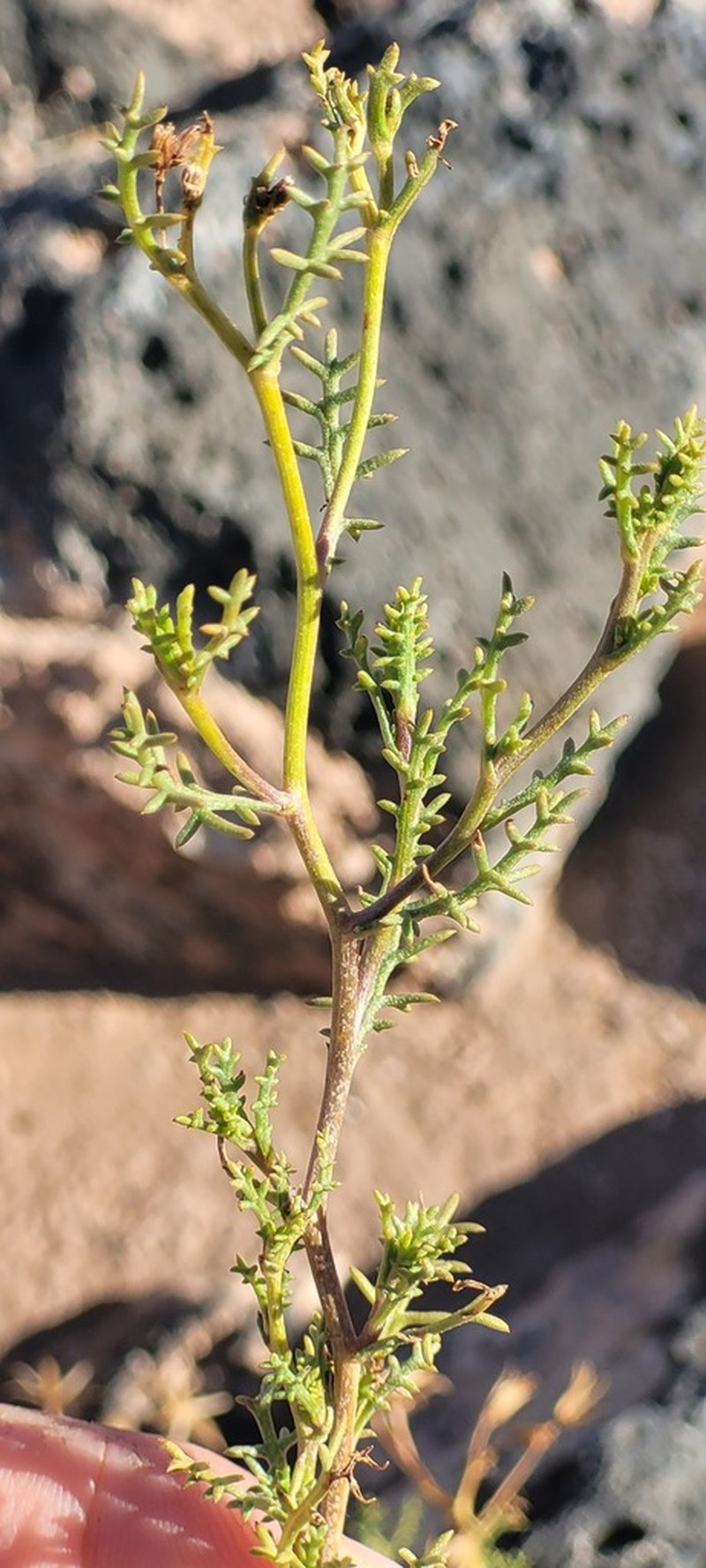 Senecio melanopotamicus photo 5