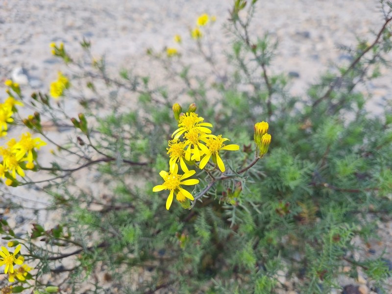 Senecio melanopotamicus photo 6