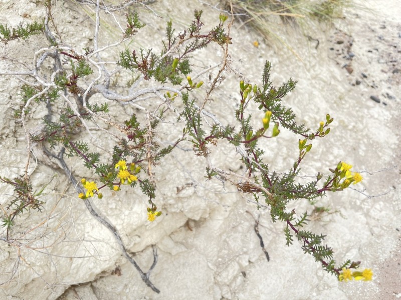 Senecio melanopotamicus photo 8