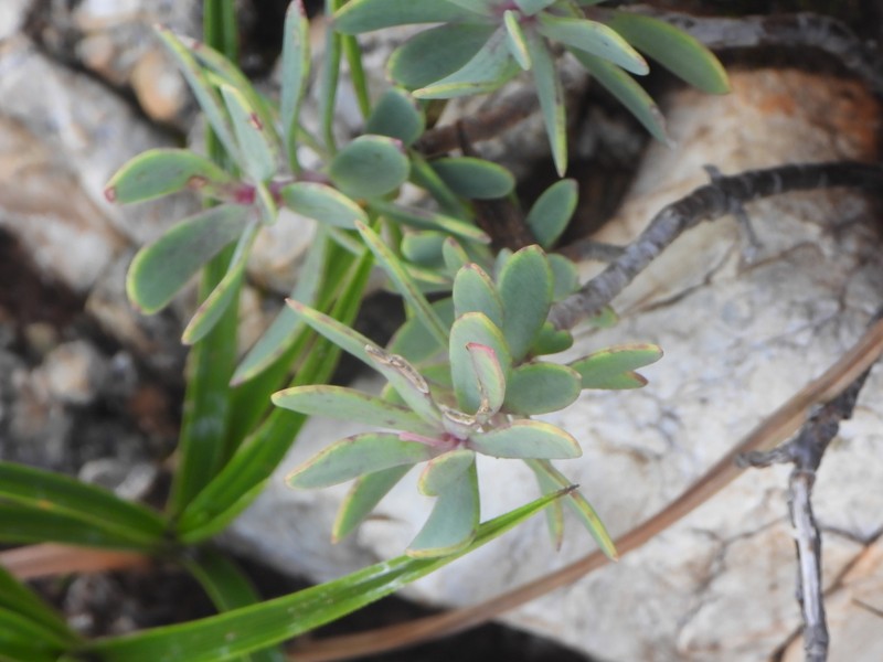 Senecio melastomifolius