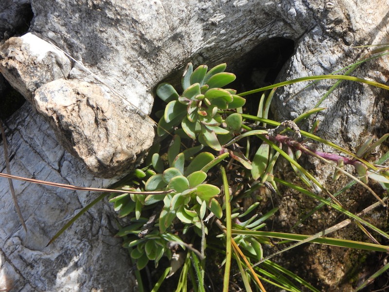 Senecio melastomifolius photo 2
