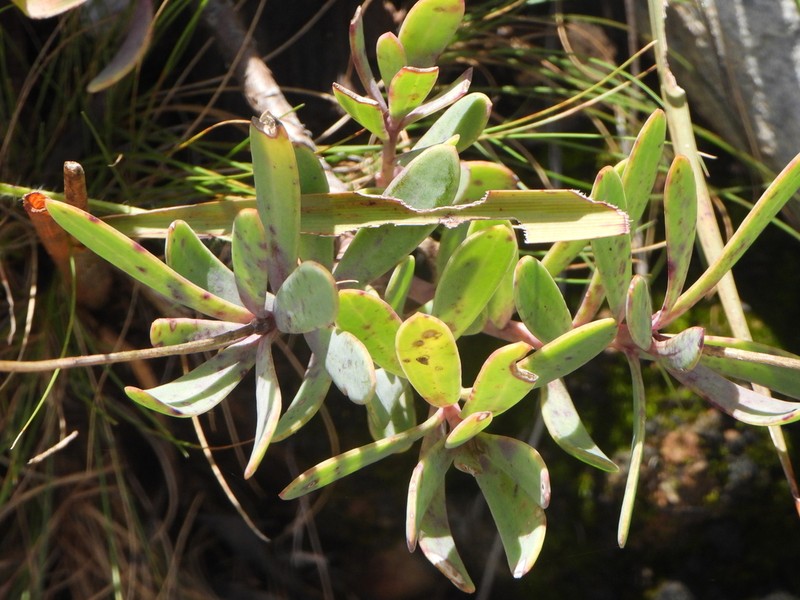 Senecio melastomifolius photo 3
