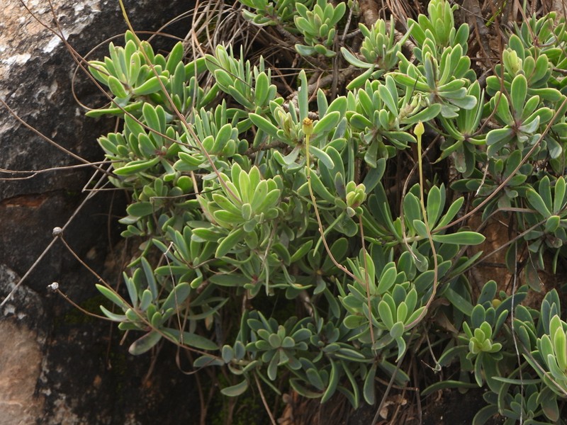 Senecio melastomifolius photo 4