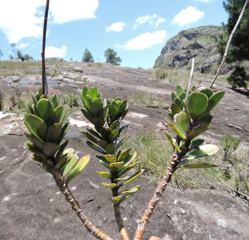 Senecio melastomifolius photo 5