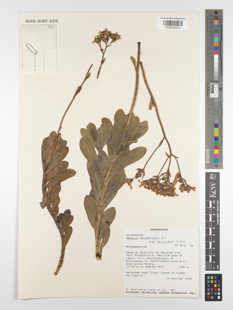 Senecio melastomifolius subsp. longibracteatus