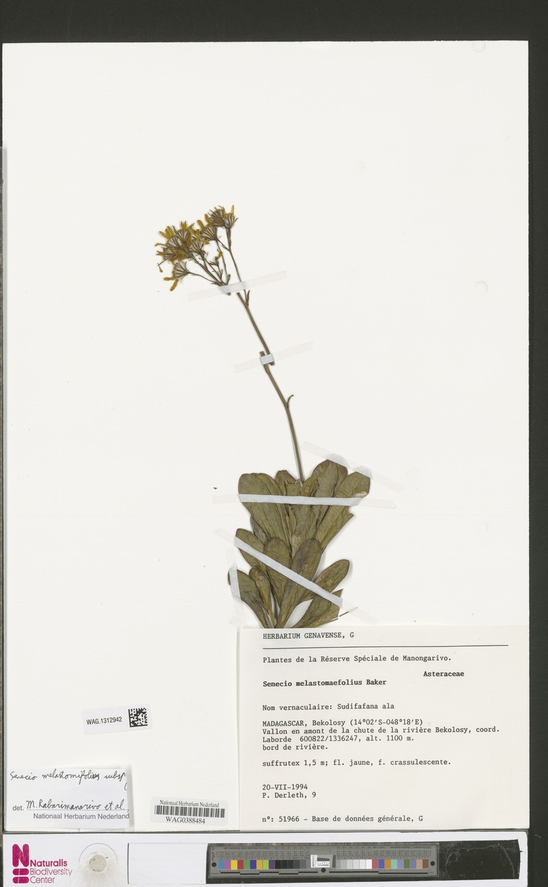 Senecio melastomifolius subsp. longibracteatus photo 2