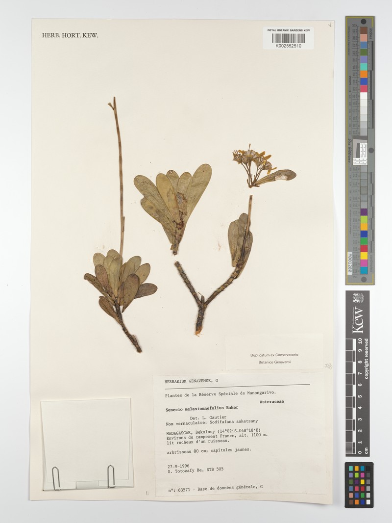Senecio melastomifolius subsp. melastomifolius