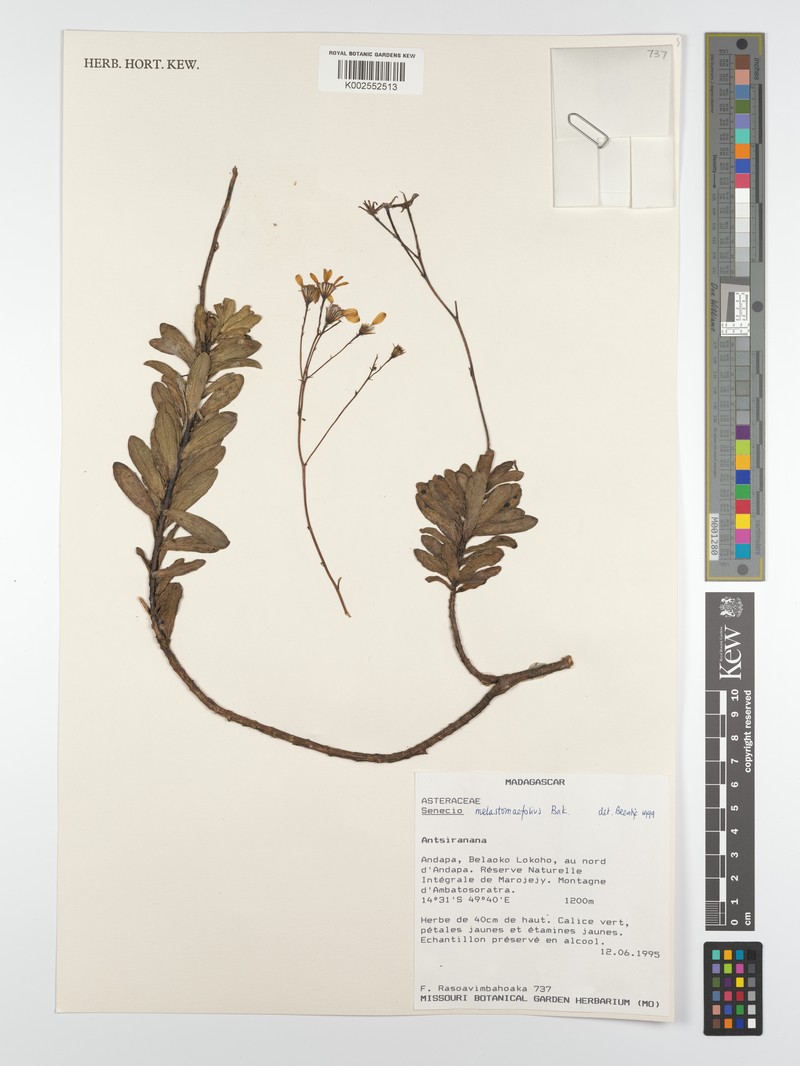 Senecio melastomifolius subsp. melastomifolius photo 2