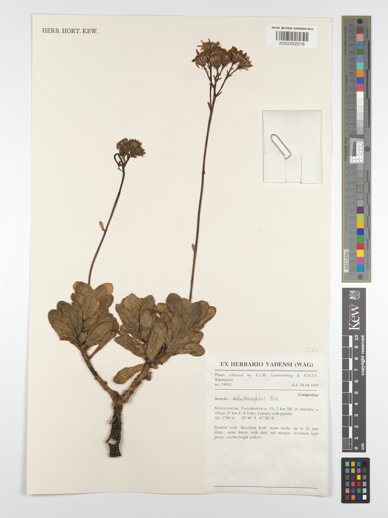 Senecio melastomifolius subsp. melastomifolius photo 3