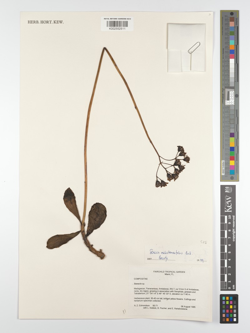 Senecio melastomifolius subsp. melastomifolius photo 4