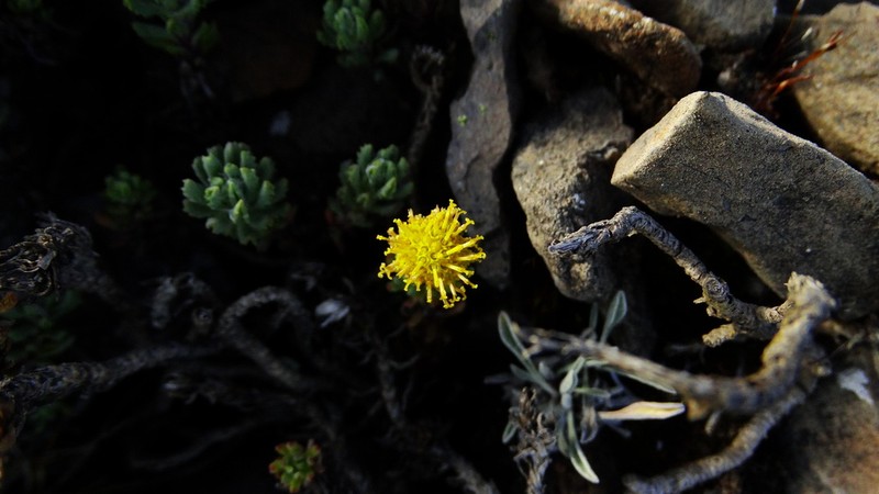 Senecio menesesiae