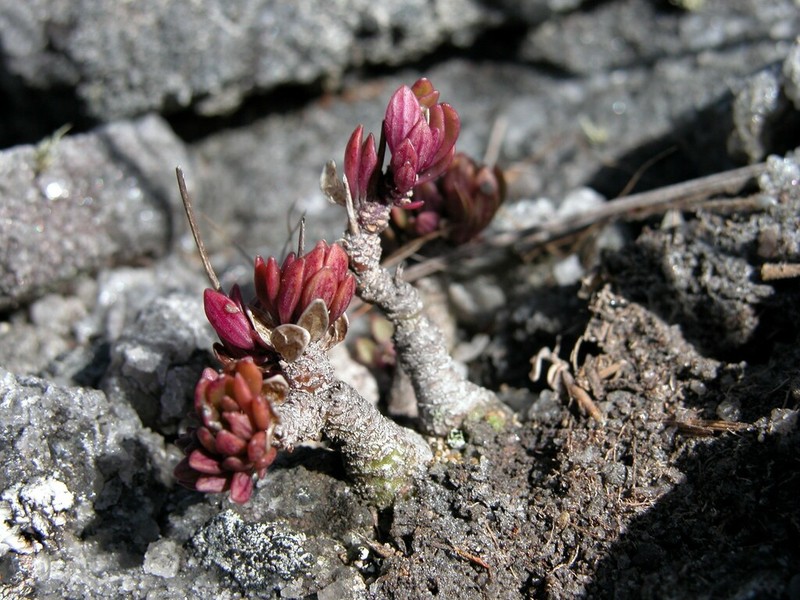 Senecio mesembryanthemoides photo 2