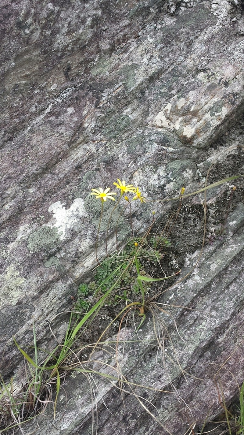Senecio mesembryanthemoides photo 4