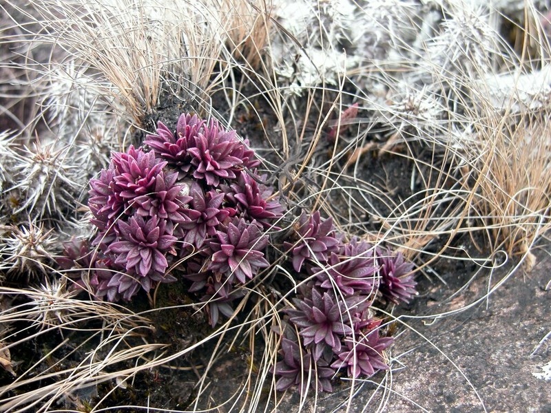 Senecio mesembryanthemoides photo 5