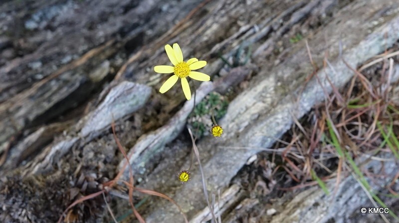 Senecio mesembryanthemoides photo 6