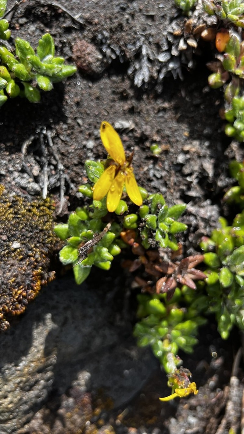 Senecio mesembrynus