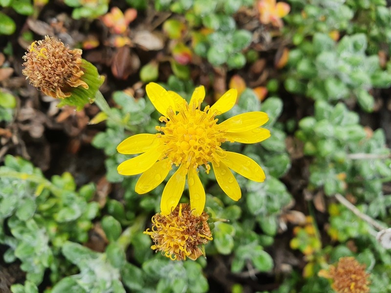 Senecio mesembrynus photo 2