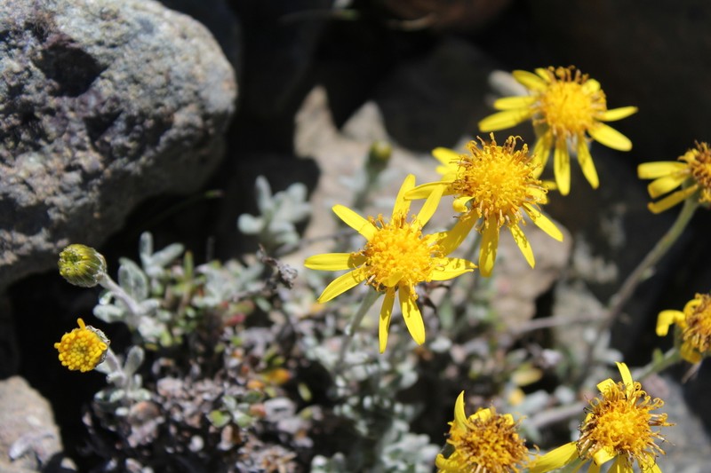 Senecio mesembrynus photo 3