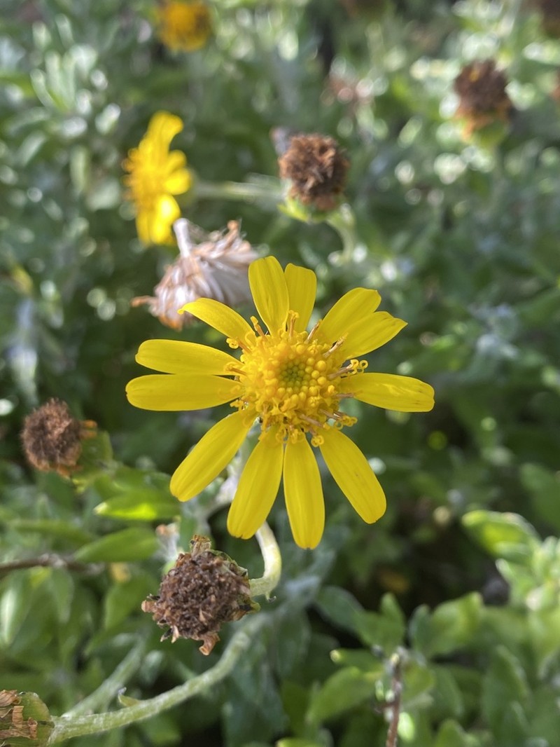 Senecio mesembrynus photo 4