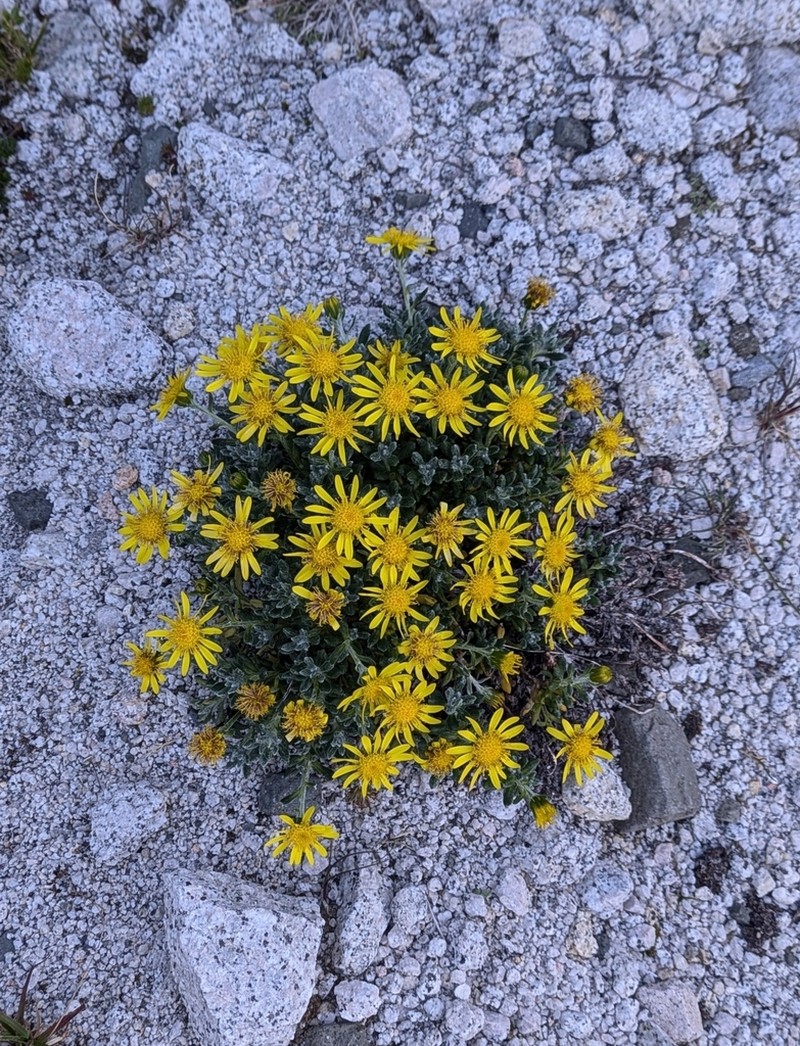 Senecio mesembrynus photo 5