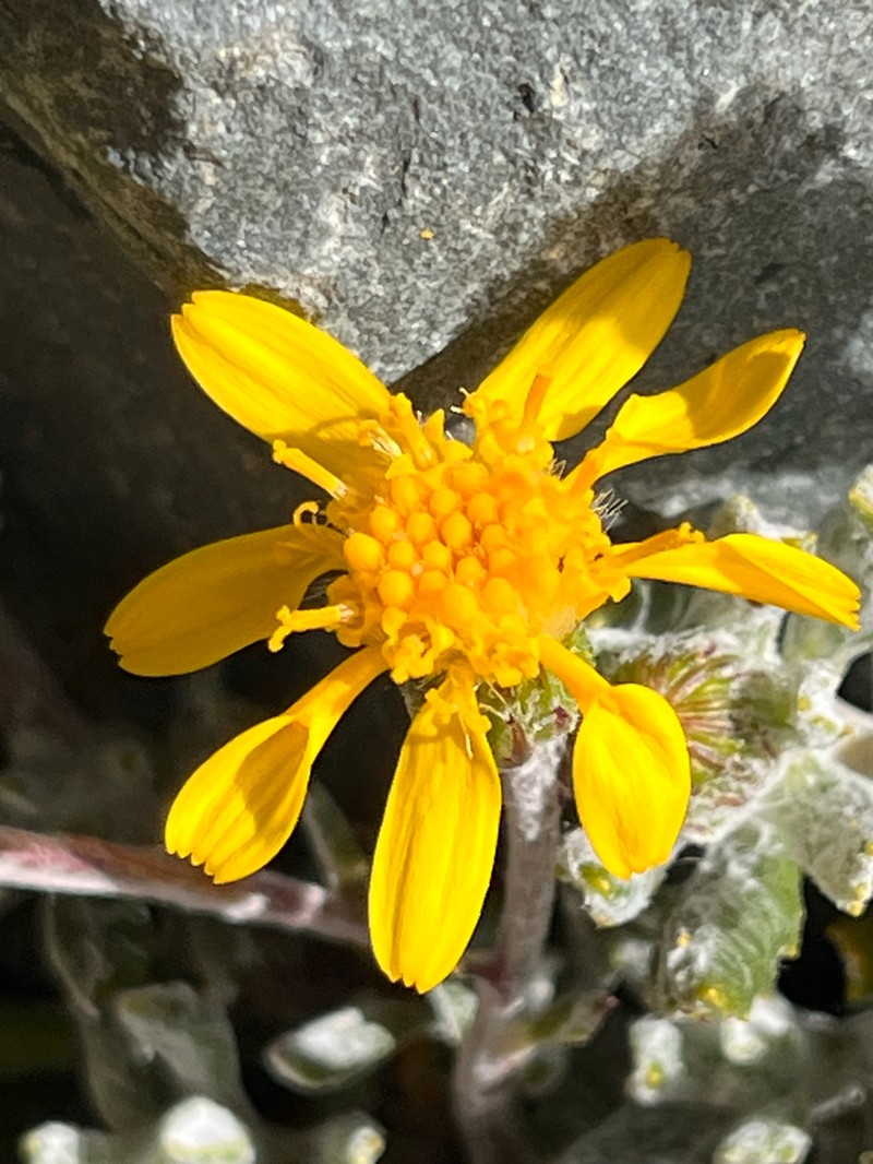 Senecio mesembrynus photo 6