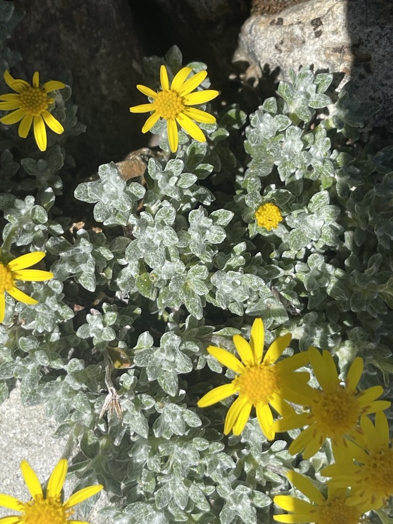 Senecio mesembrynus photo 7