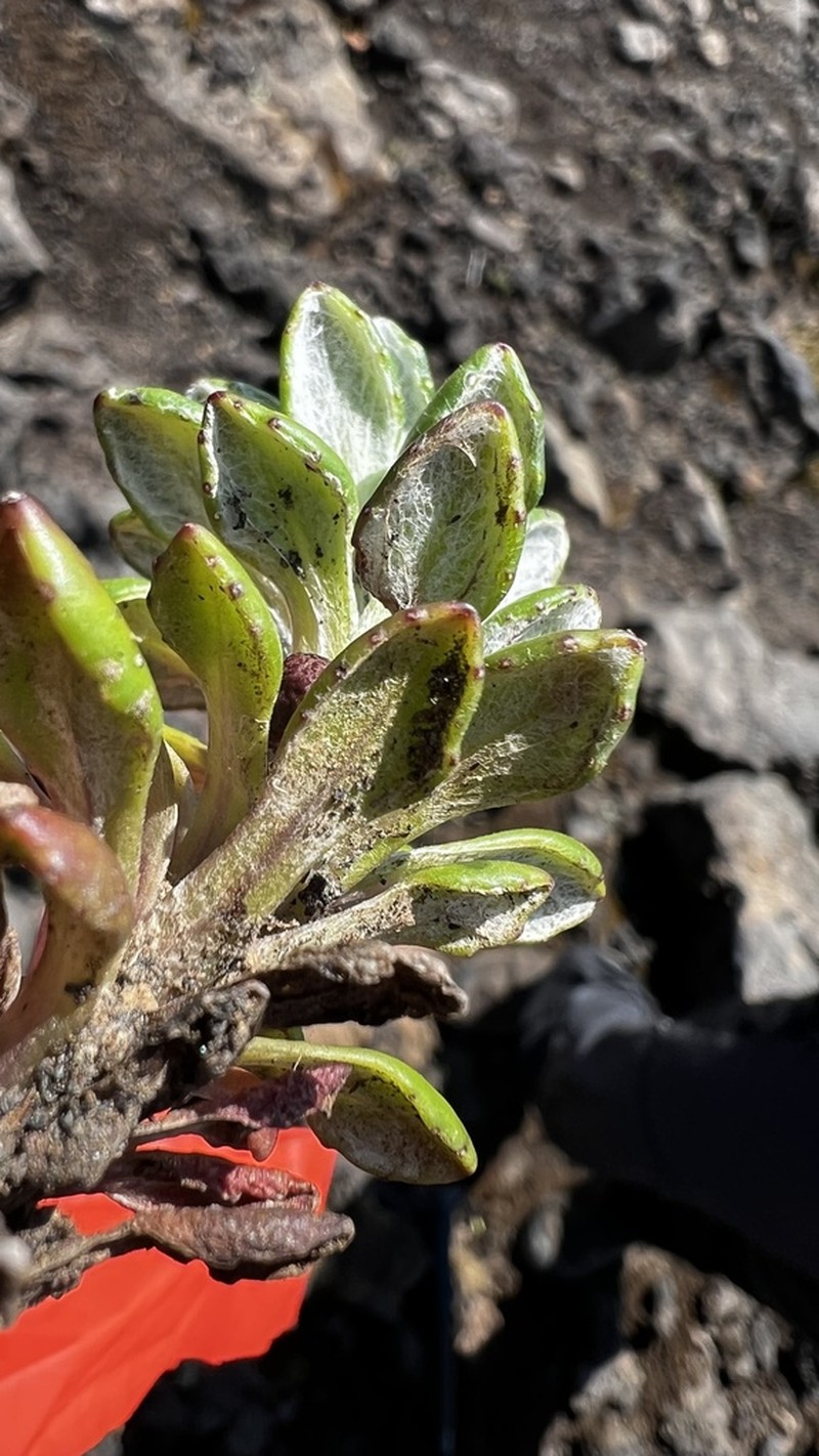 Senecio mesembrynus photo 8