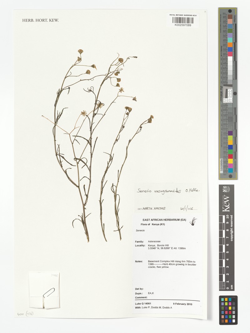 Senecio mesogrammoides