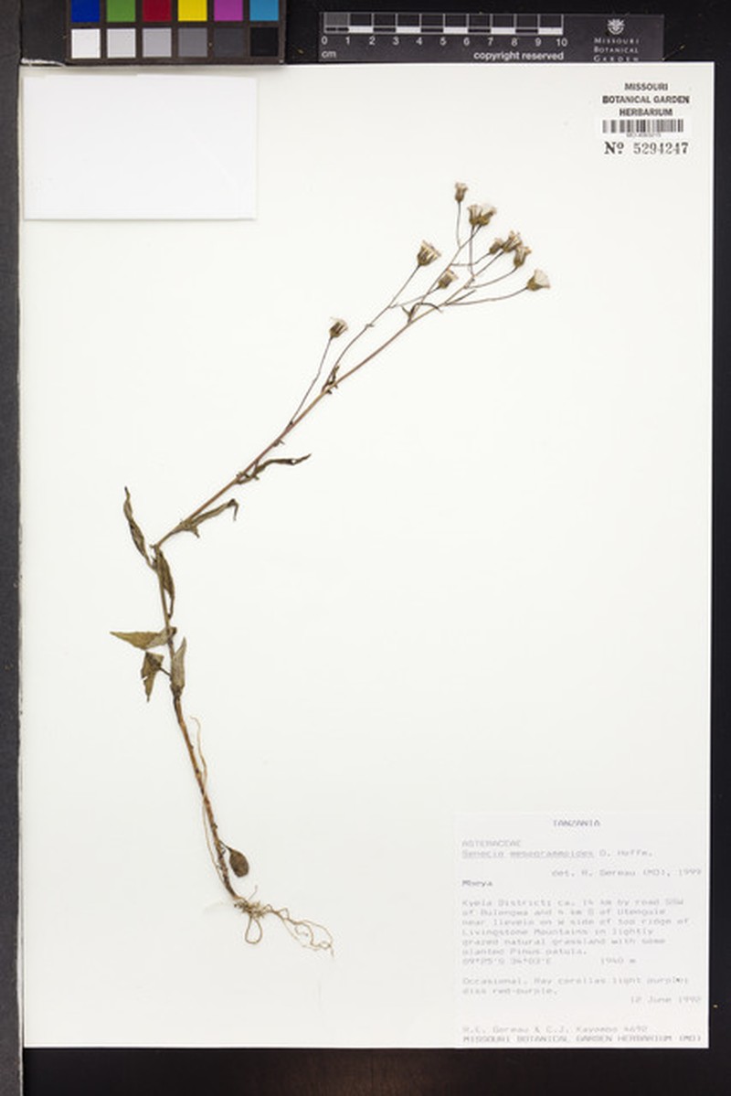 Senecio mesogrammoides photo 2