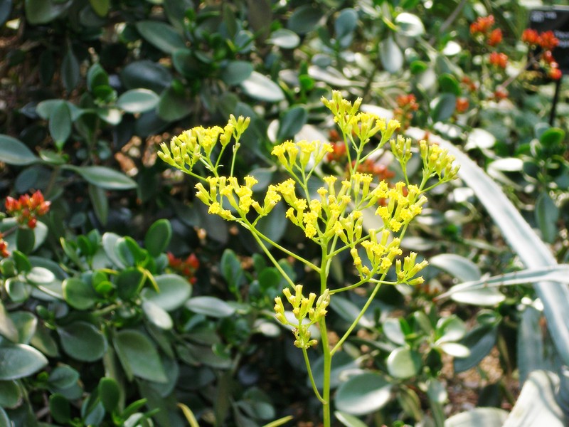 Senecio meuselii