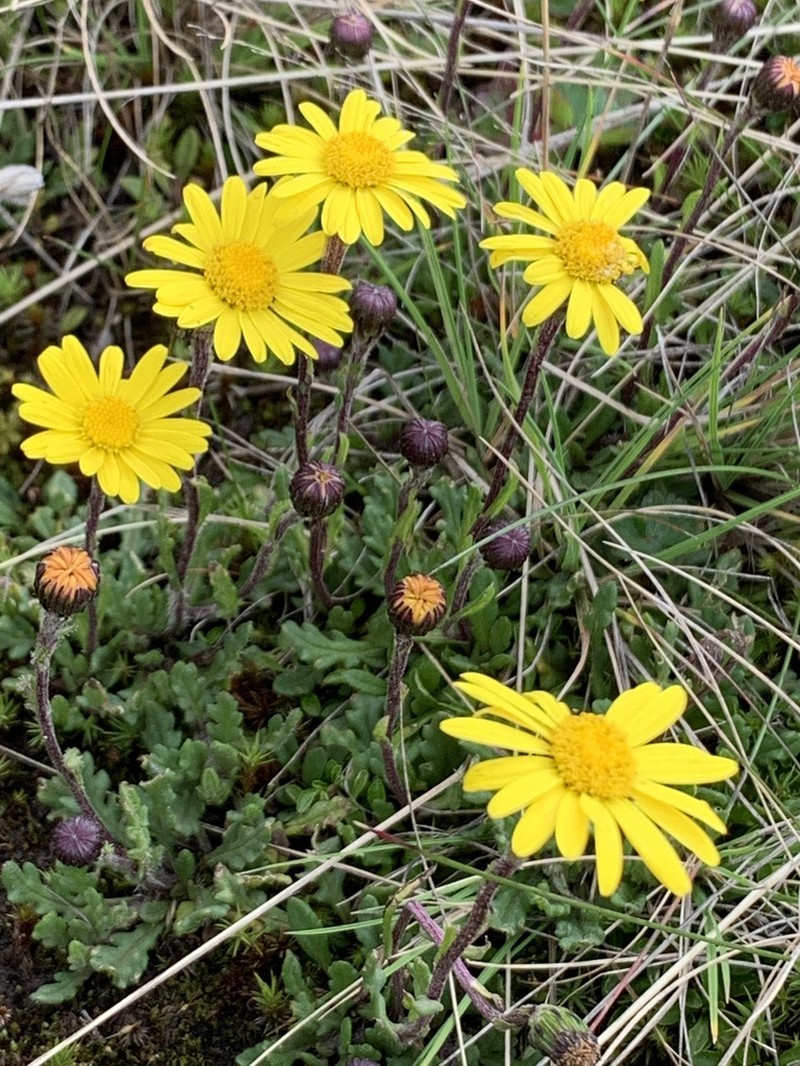 Senecio meyeri-johannis