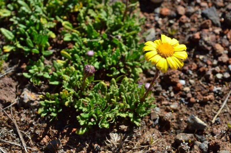 Senecio meyeri-johannis photo 2