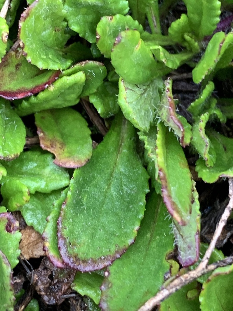 Senecio meyeri-johannis photo 4