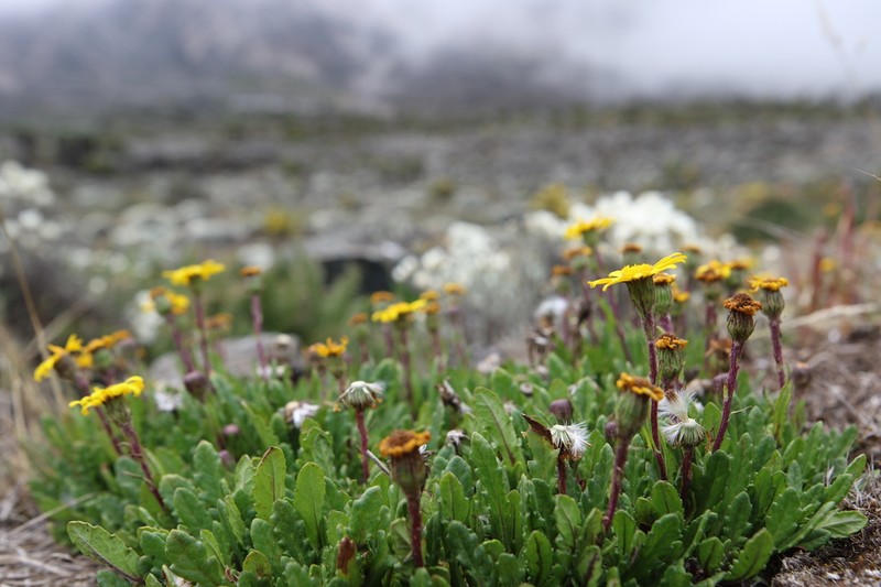 Senecio meyeri-johannis photo 5