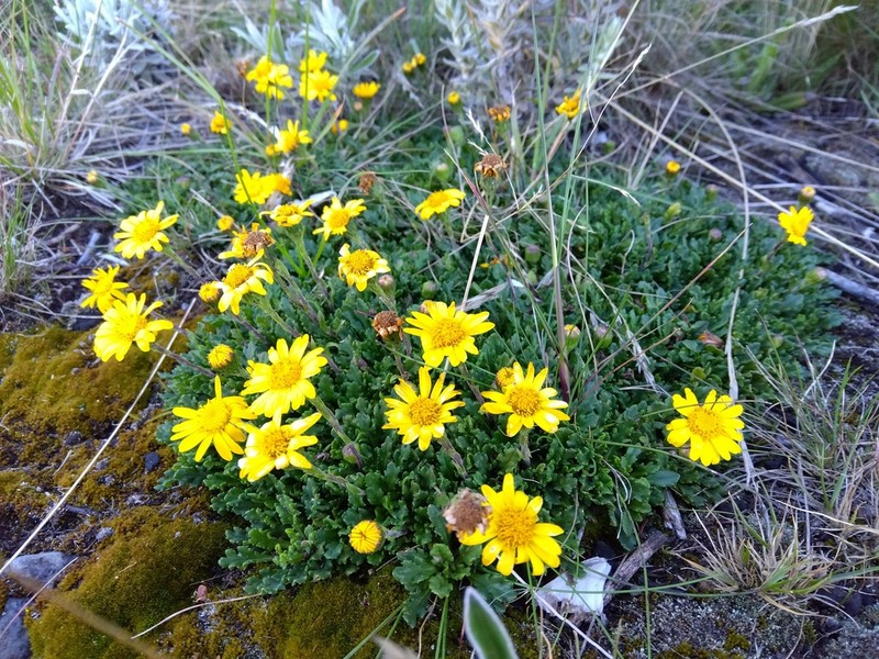 Senecio meyeri-johannis photo 6