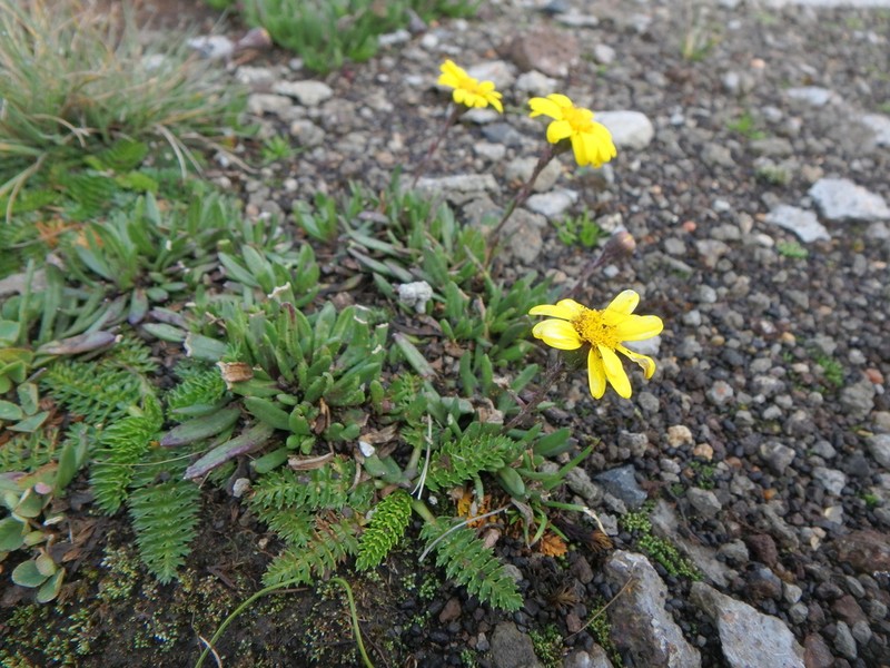 Senecio meyeri-johannis photo 7