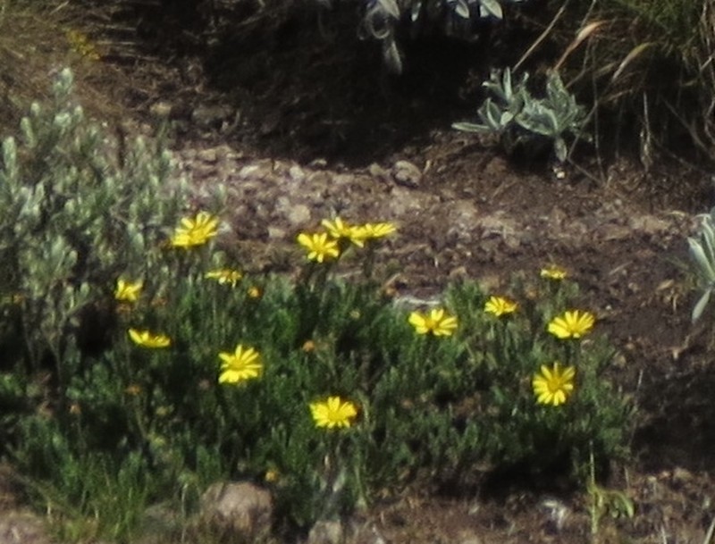 Senecio meyeri-johannis photo 8