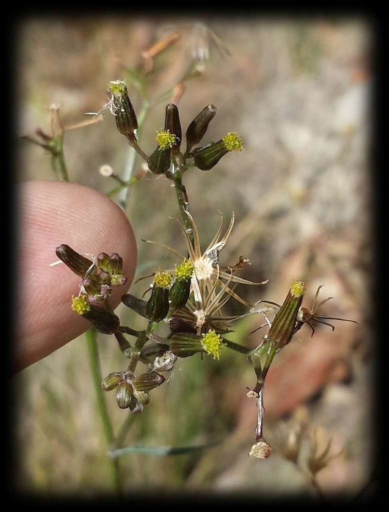 Senecio microbasis photo 2