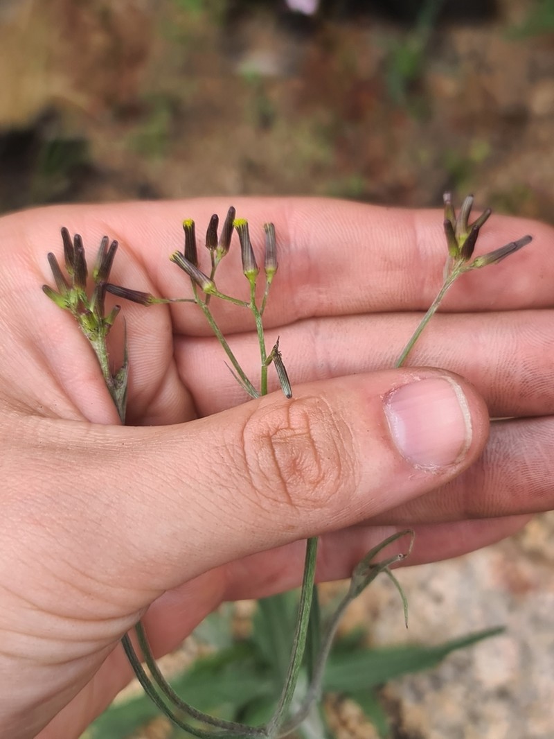 Senecio microbasis photo 3