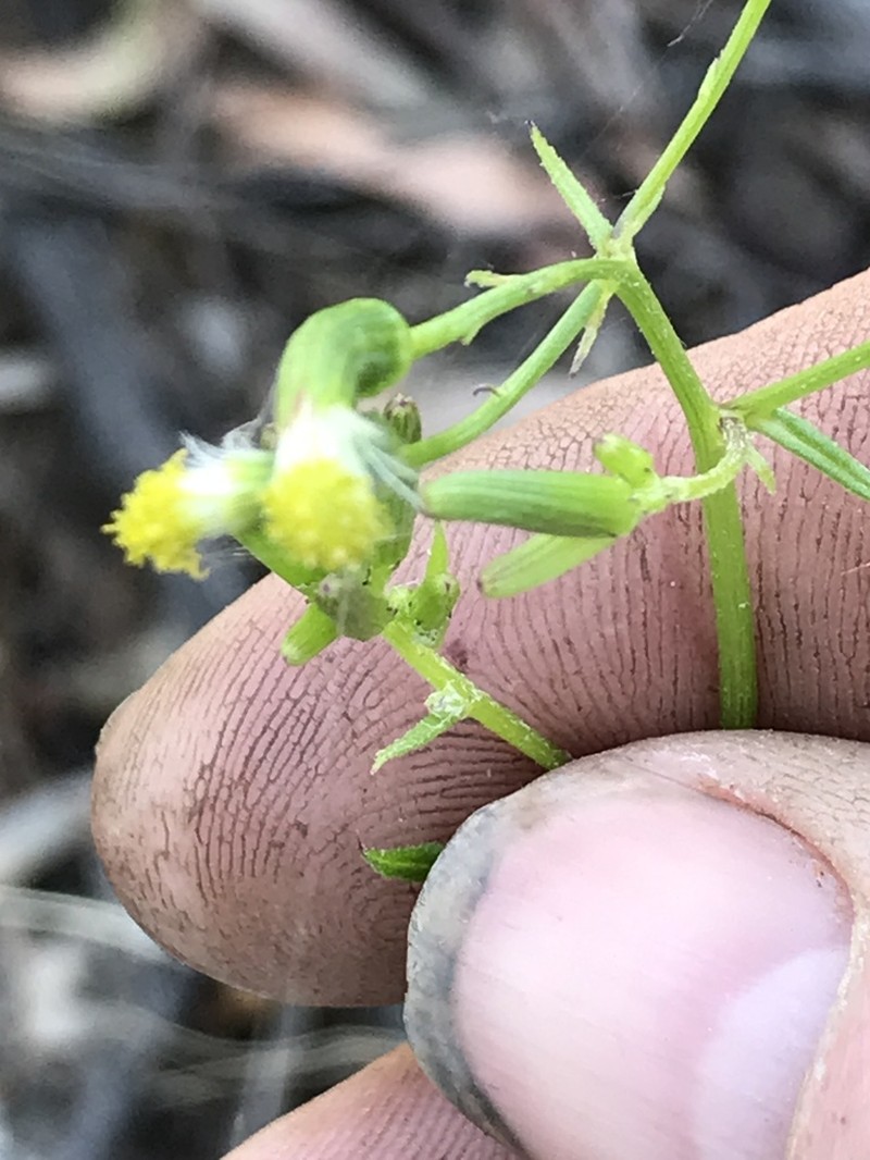 Senecio microbasis photo 4