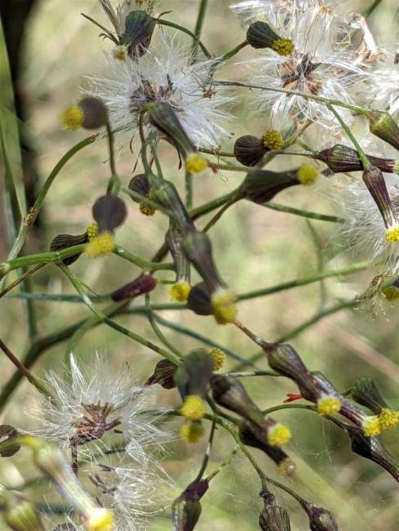Senecio microbasis photo 5