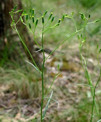 Senecio microbasis
