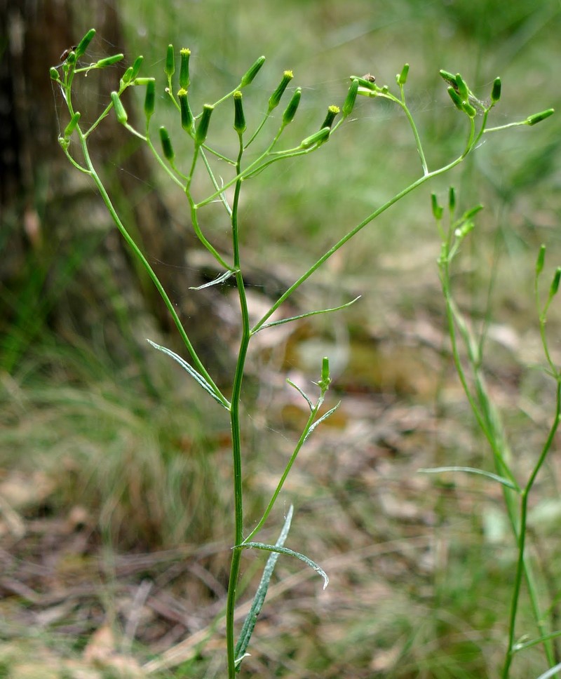 Senecio microbasis