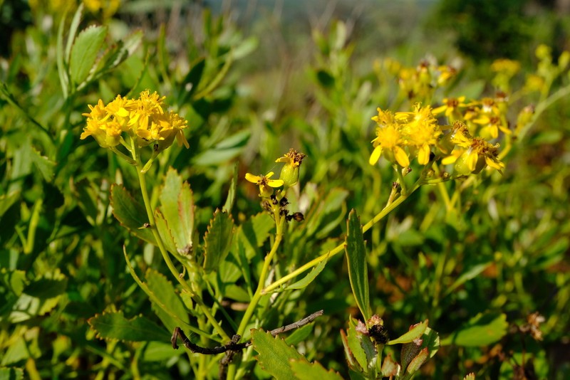 Senecio microglossus